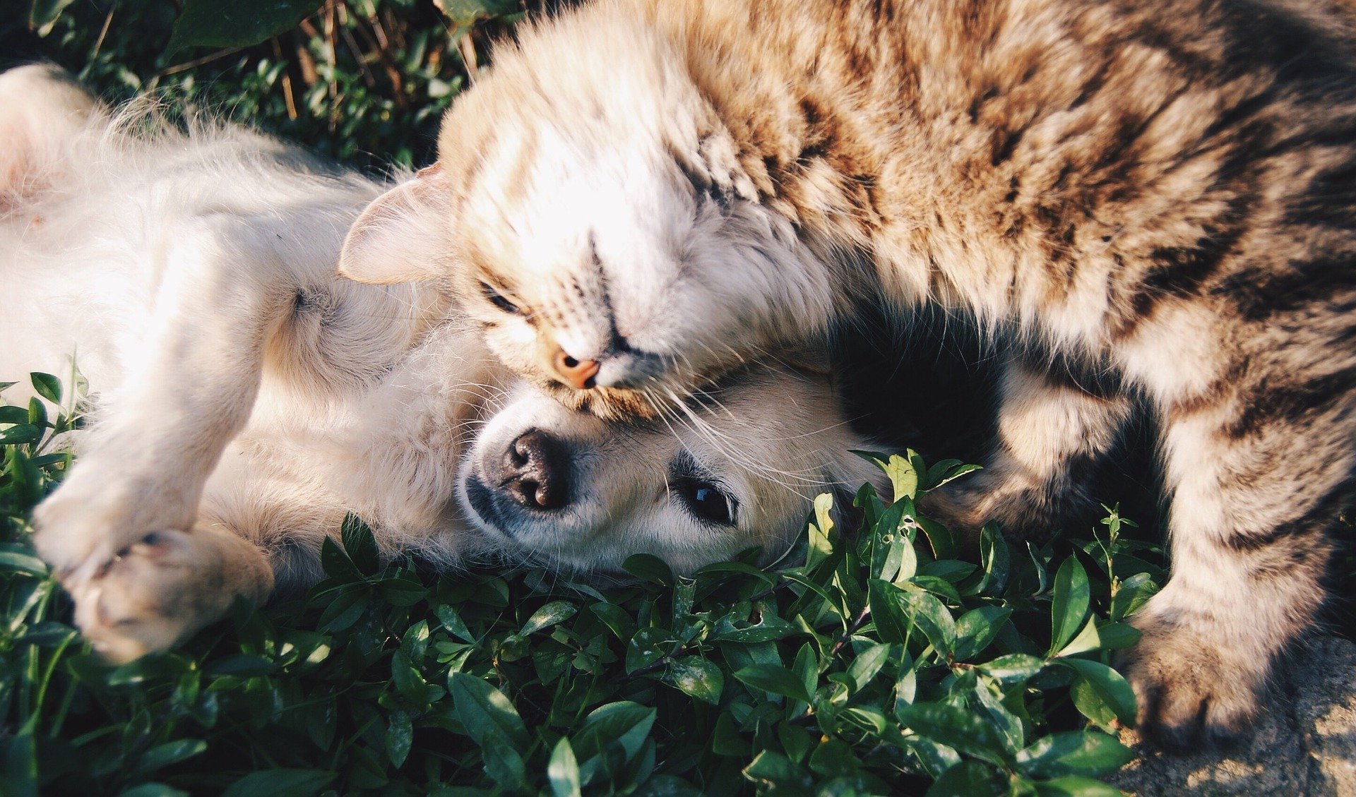 Chapelle-lez-Herlaimont : des boîtes à dons pour les chats et les chiens