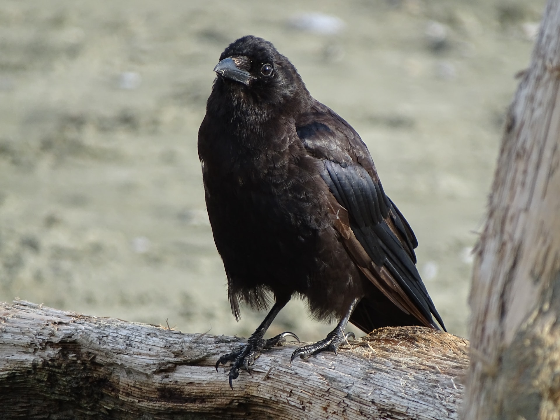 Thuin met en place une prime d'élagage pour lutter contre les corvidés