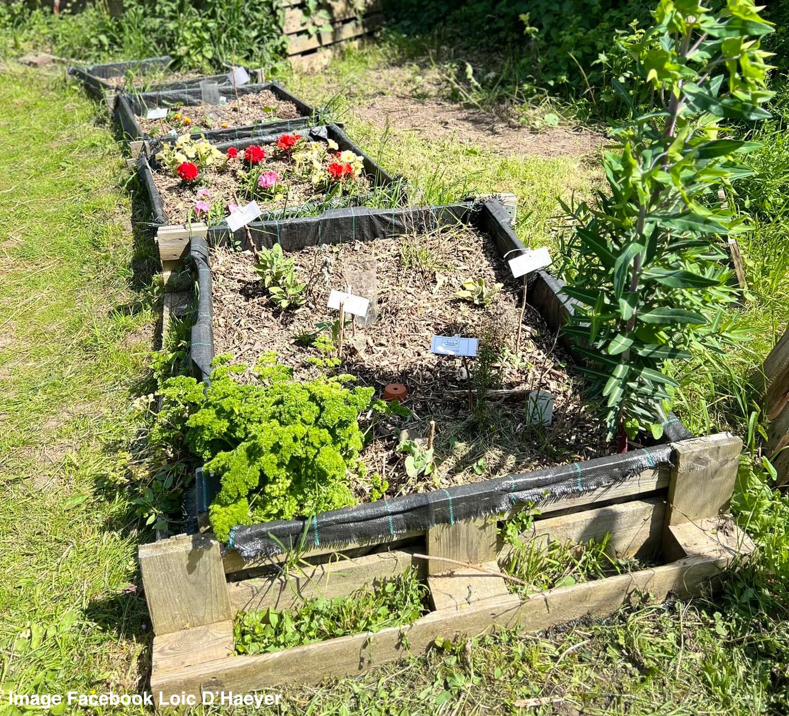 Fleurus : le réseau de potager en ville s'étoffe ! 