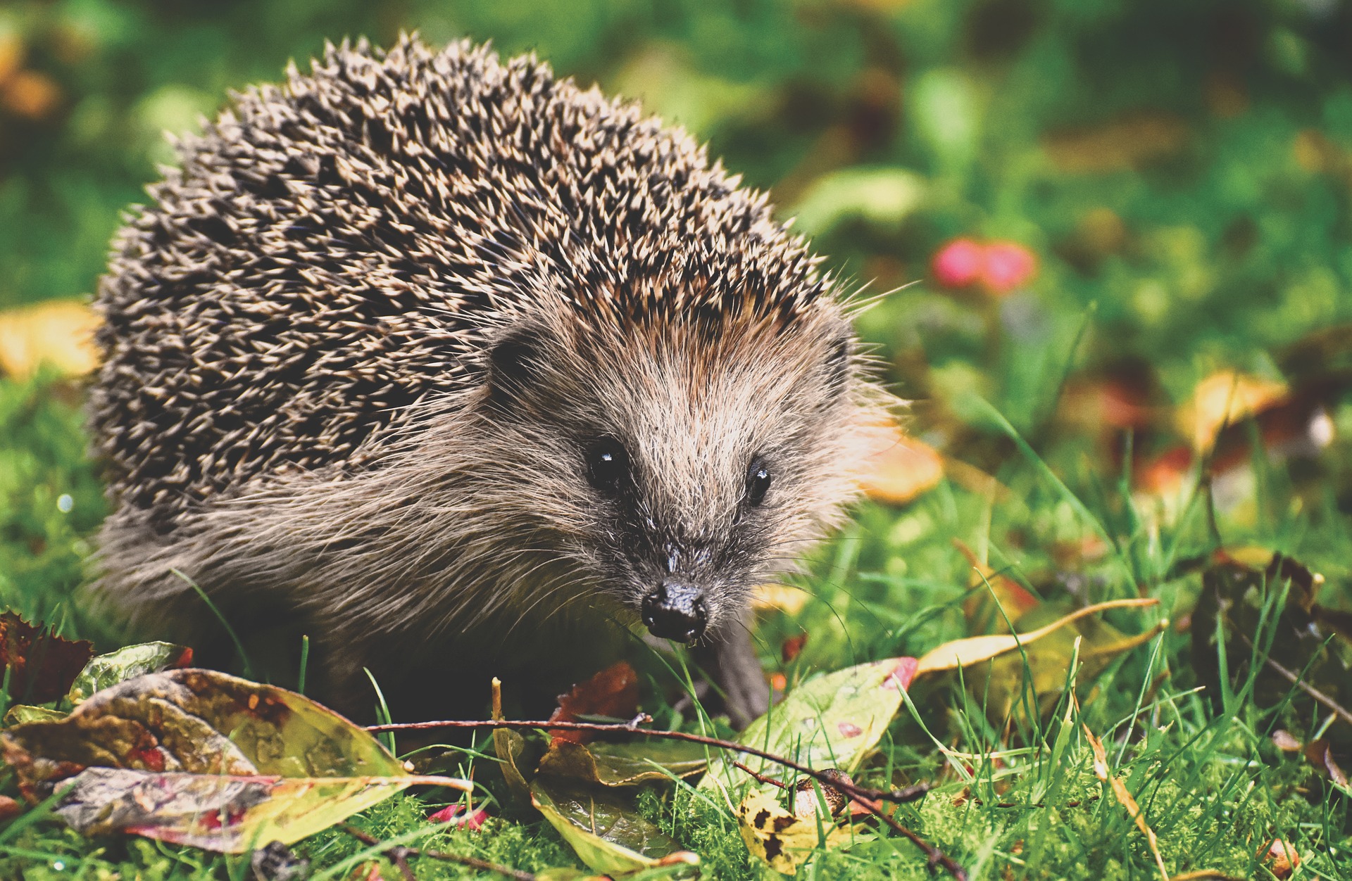 Deux nouveaux centres de revalidation pour animaux sauvages dans le Hainaut