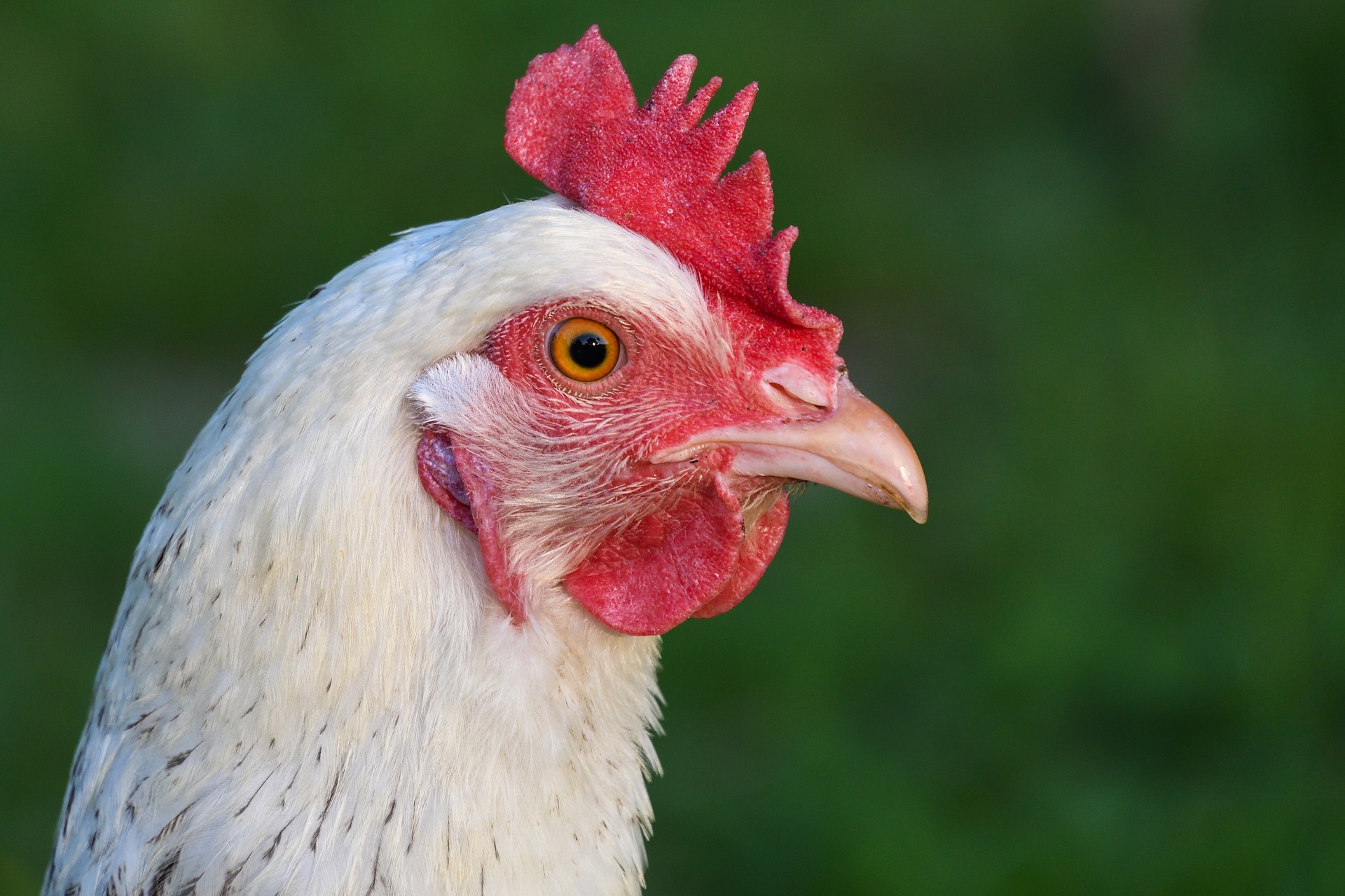 Fontaine-l’Evêque : sauvez une poule de l’abattoir