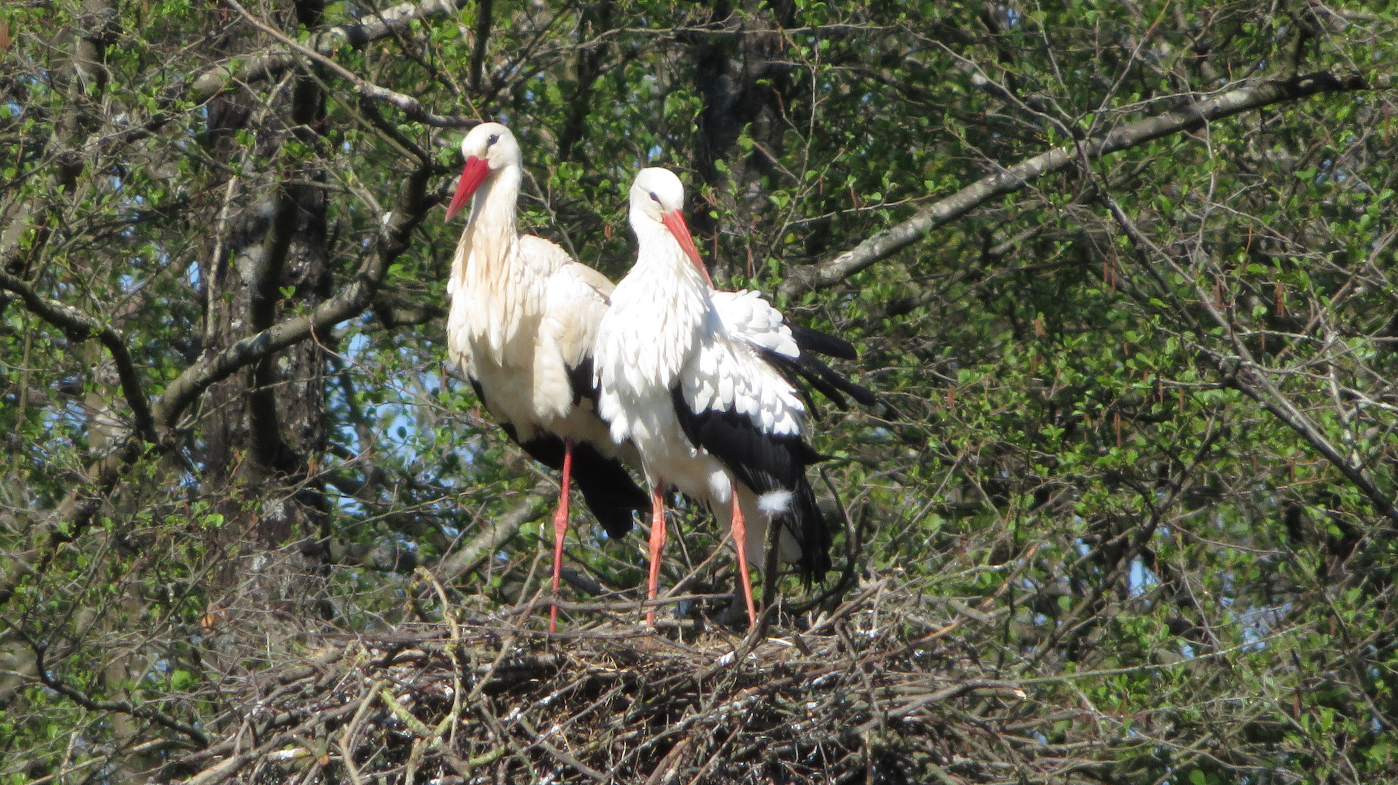 Virelles: un deuxième couple de cigognes niche à l’Aquascope 