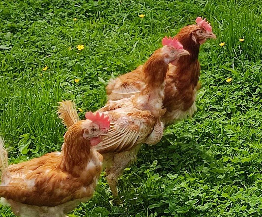 Le fermier de Virelles lance un appel aux adoptants pour ses poules