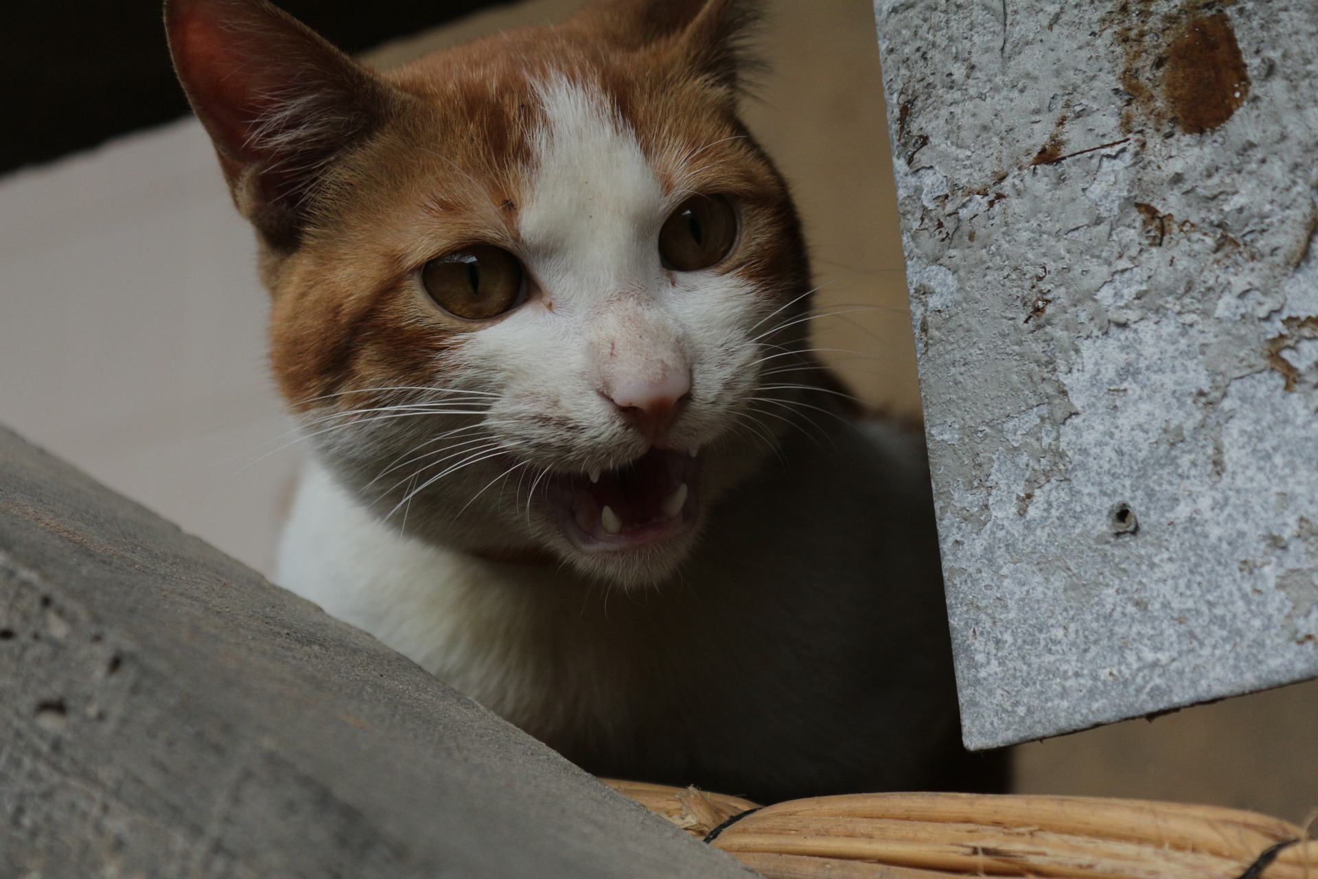 Pont-à-Celles: stérilisation des chats errants 