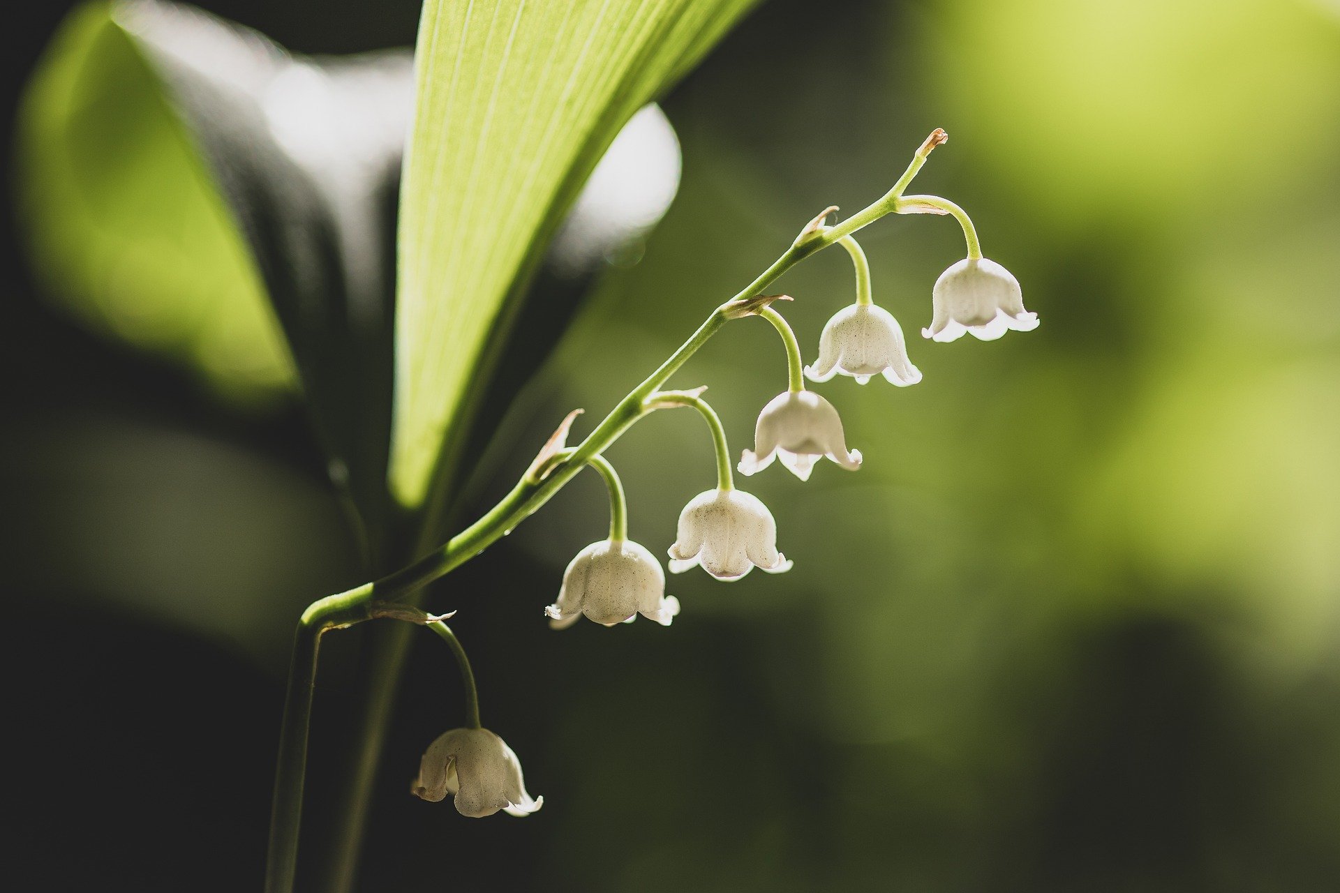 Pourquoi offre-t-on du muguet le 1er mai ?