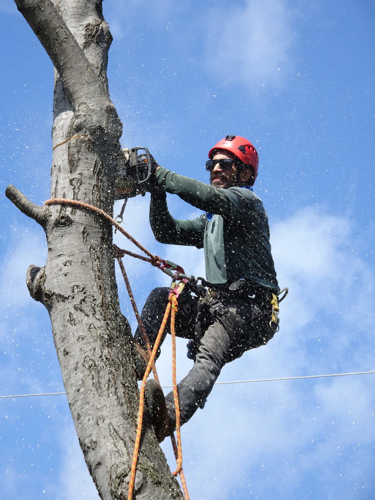 Thuin: Abattage d'arbres dans le cadre de travaux du pont SNCB 