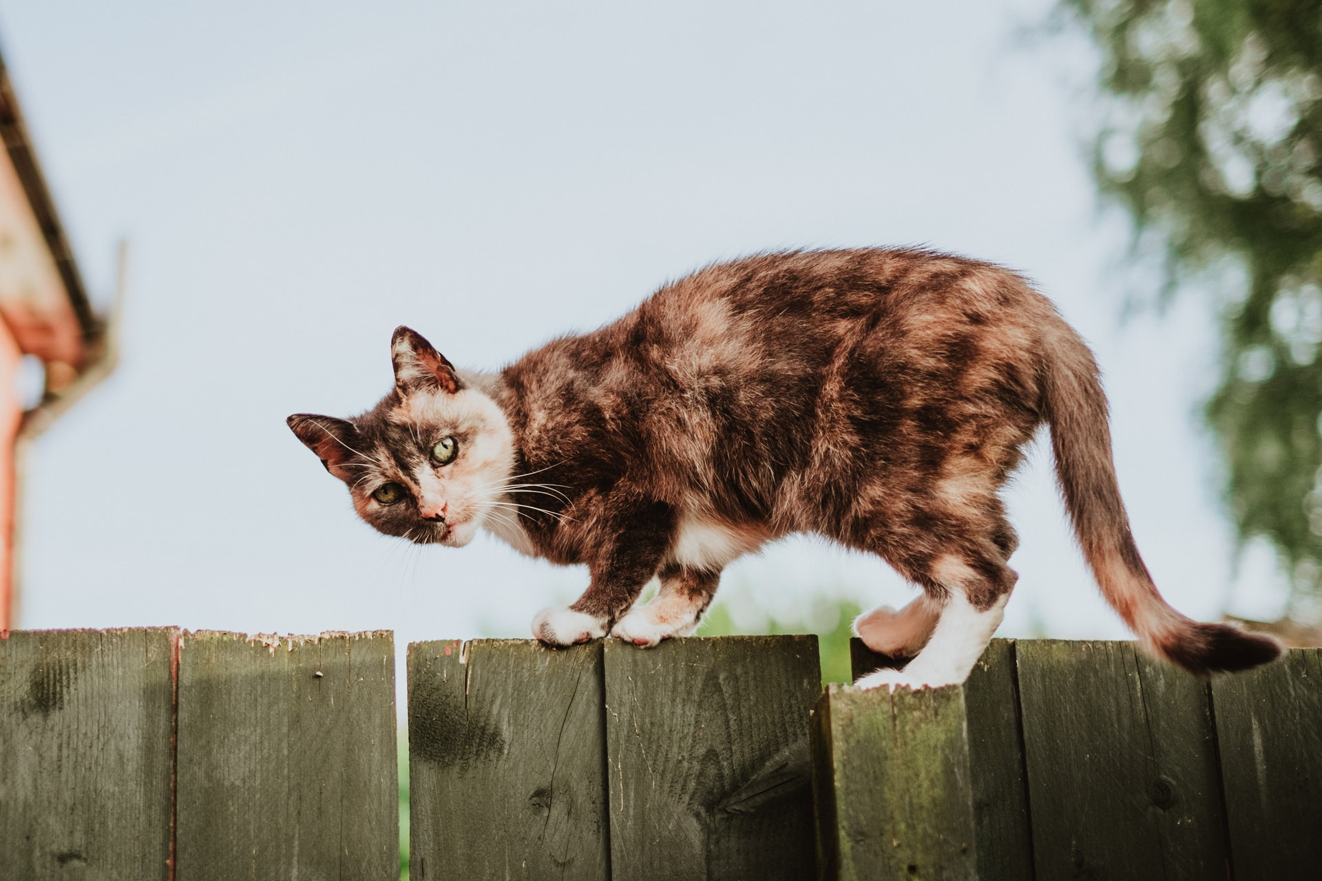 Gerpinnes poursuit la stérilisation des chats errants