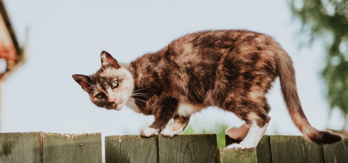 Fleurus lance une récolte de nourritures et produits essentiels pour nos animaux