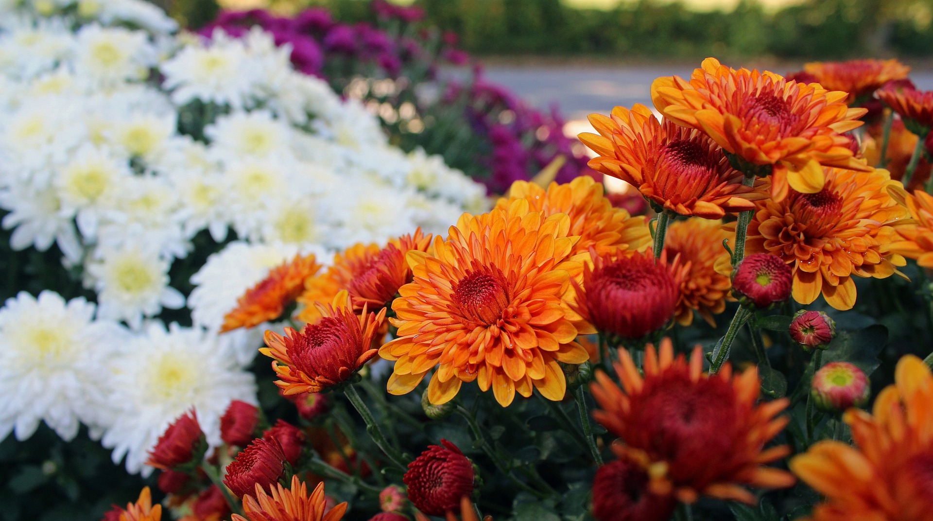 Erquelinnes lance un projet pilote pour sauver les chrysanthèmes 