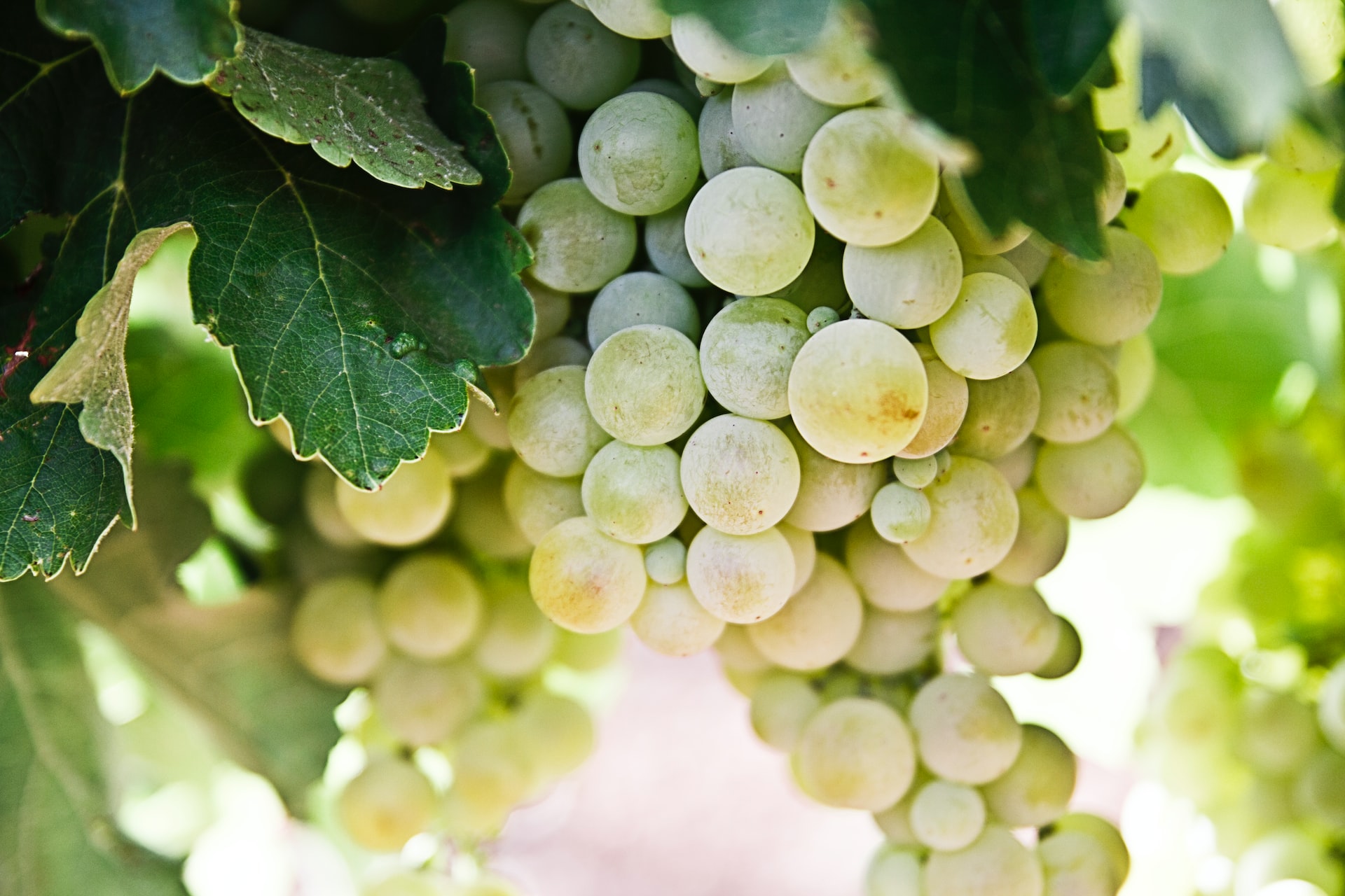 Lobbes: premières vraies vendanges pour la Portelette 