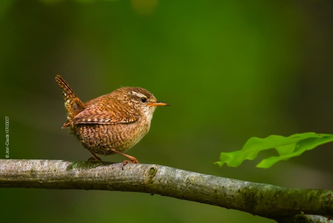 Une expo photo sur les merveilles naturelles de notre région