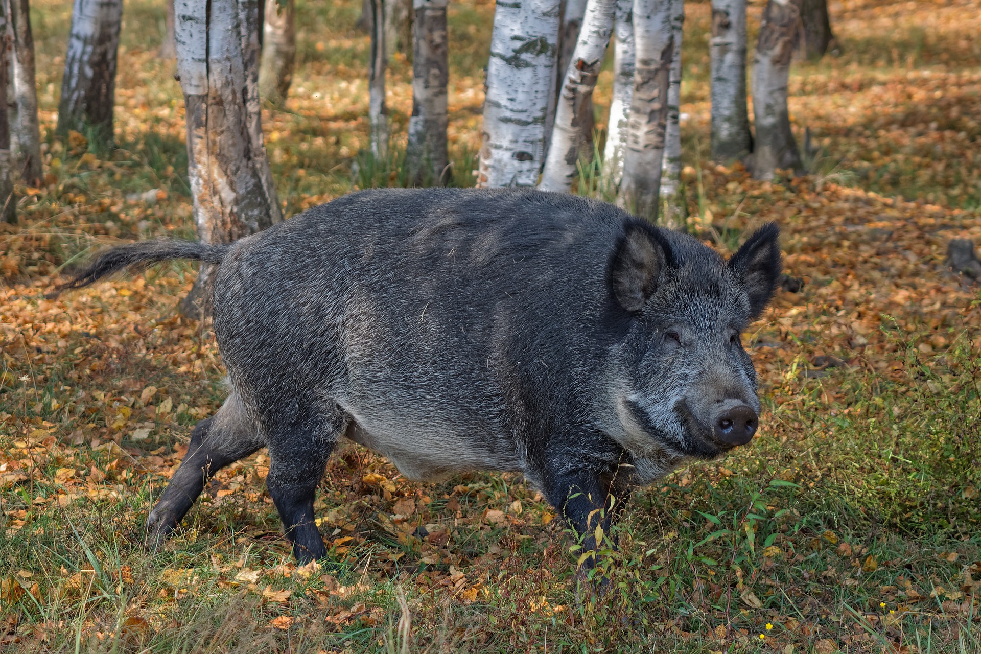 Découvrez les dates des battues dans les bois de notre région ! 