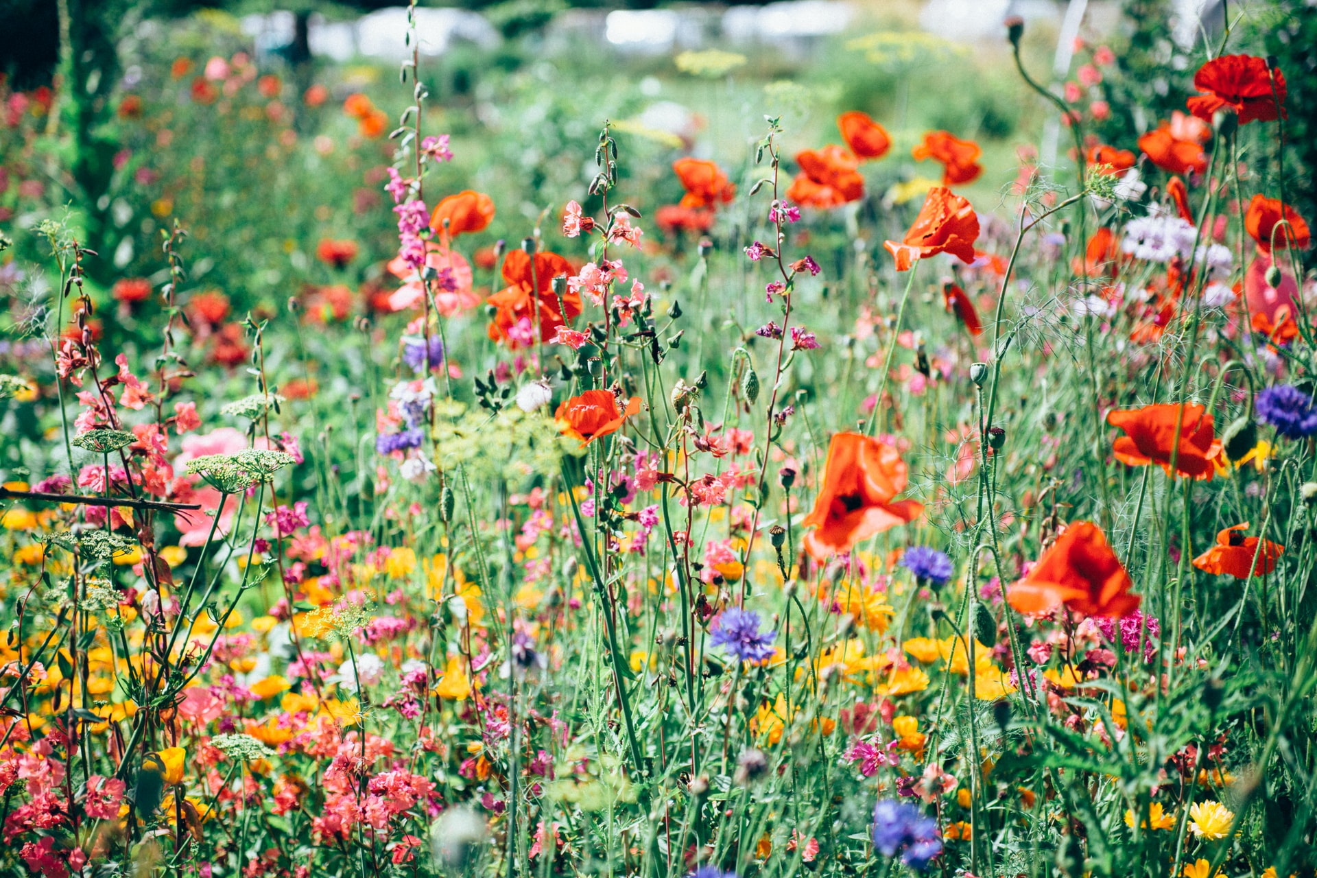 Wallonie en Fleurs: nos communes participent ! 