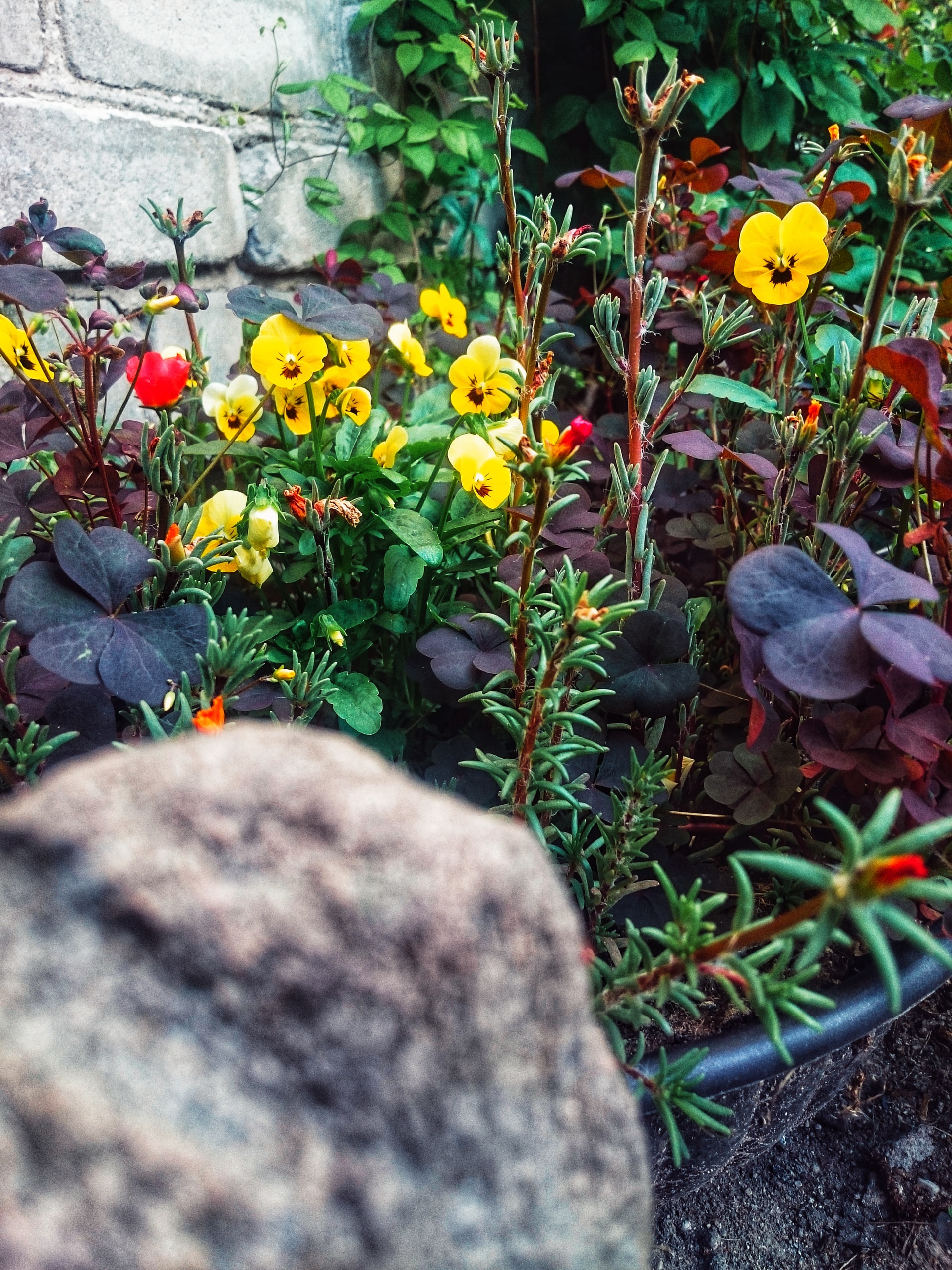 Montigny-le-Tilleul: embellissez la commune avec des fleurs ! 