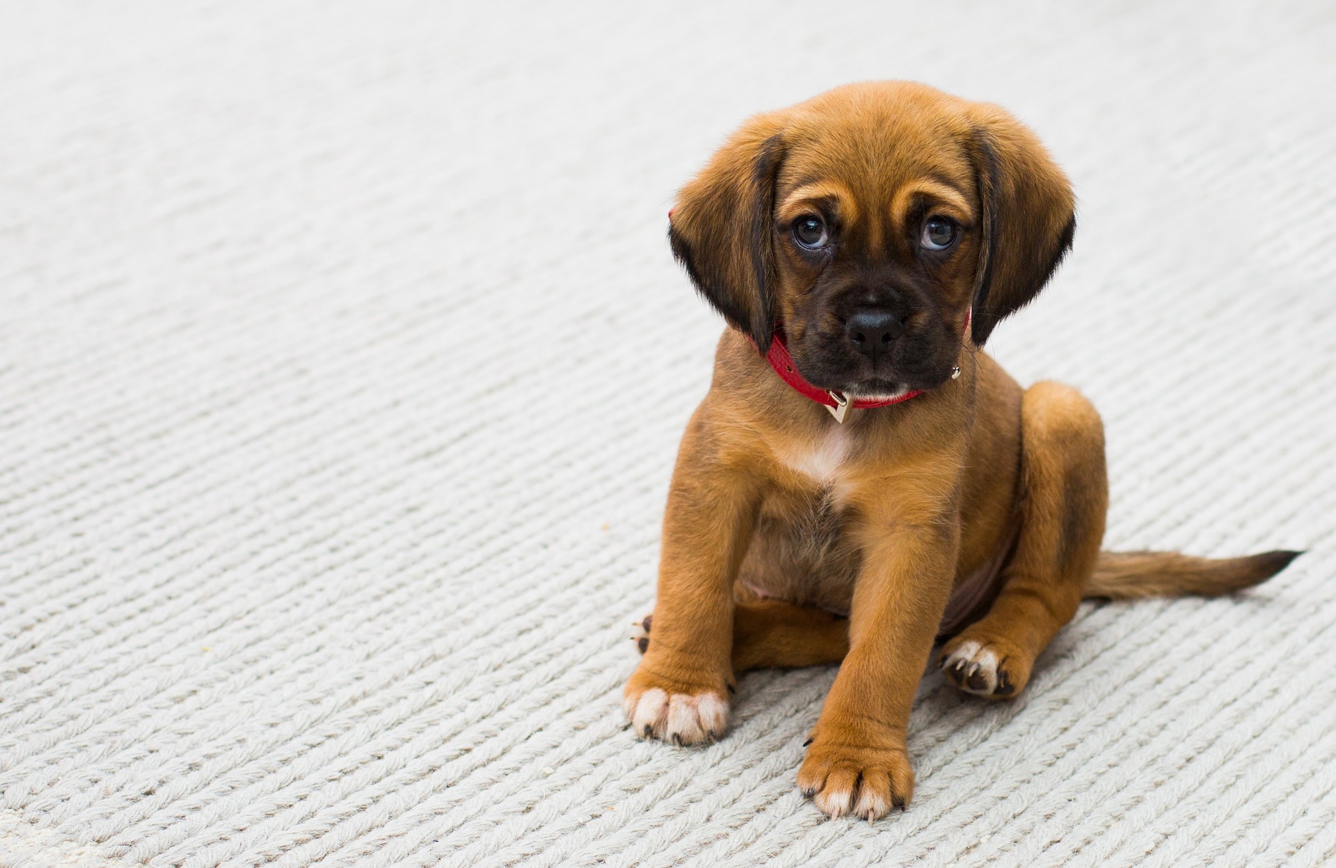 La Ministre Céline Tellier annonce la fin des « usines à chiots » 