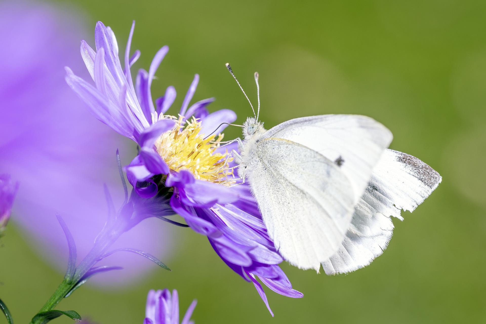 Natagora: Les piérides, les papillons les plus présents dans nos jardins 