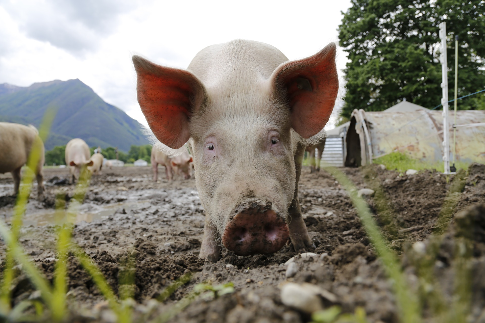 Charleroi: l’abattoir met fin à ces activités 