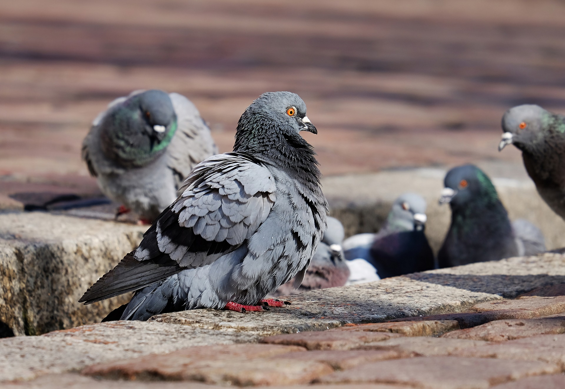 Nouvelle campagne de lutte contre la propagation des pigeons