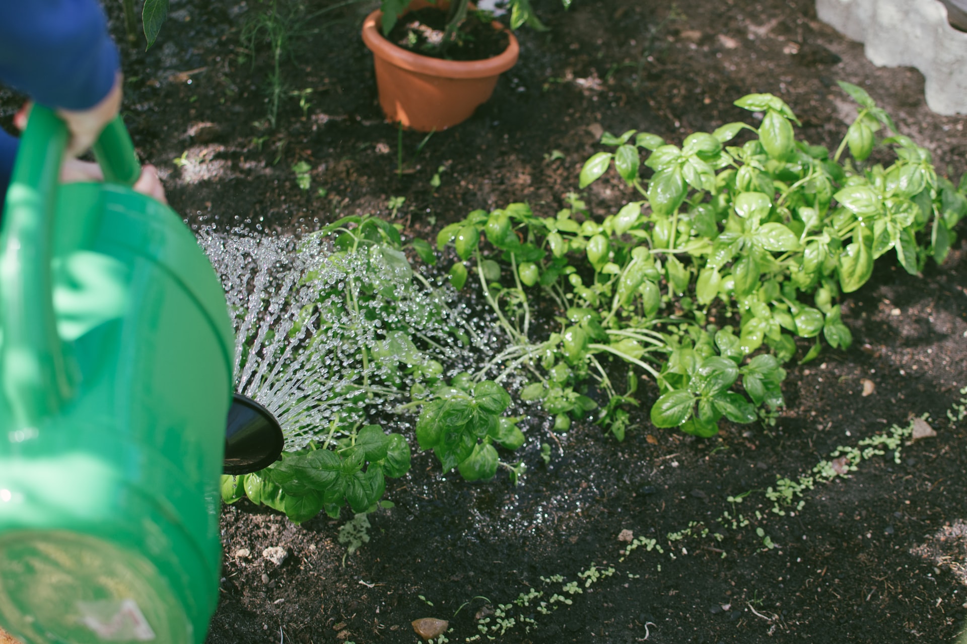 Châtelet : le potager  expliqué !