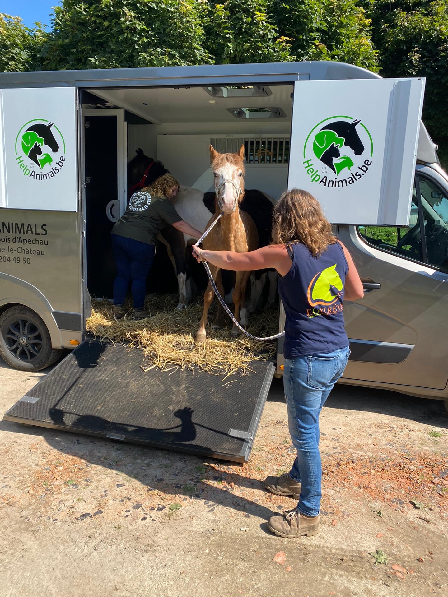 Gerpinnes : Saisie de 3 poneys en situation de négligence 