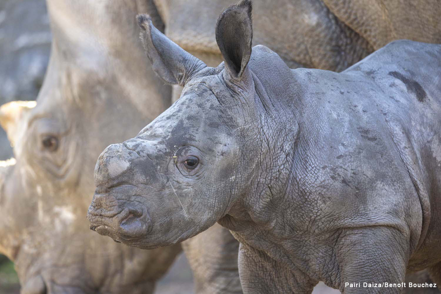 Naissance d'un rhinocéros blanc du Sud à Pairi Daiza