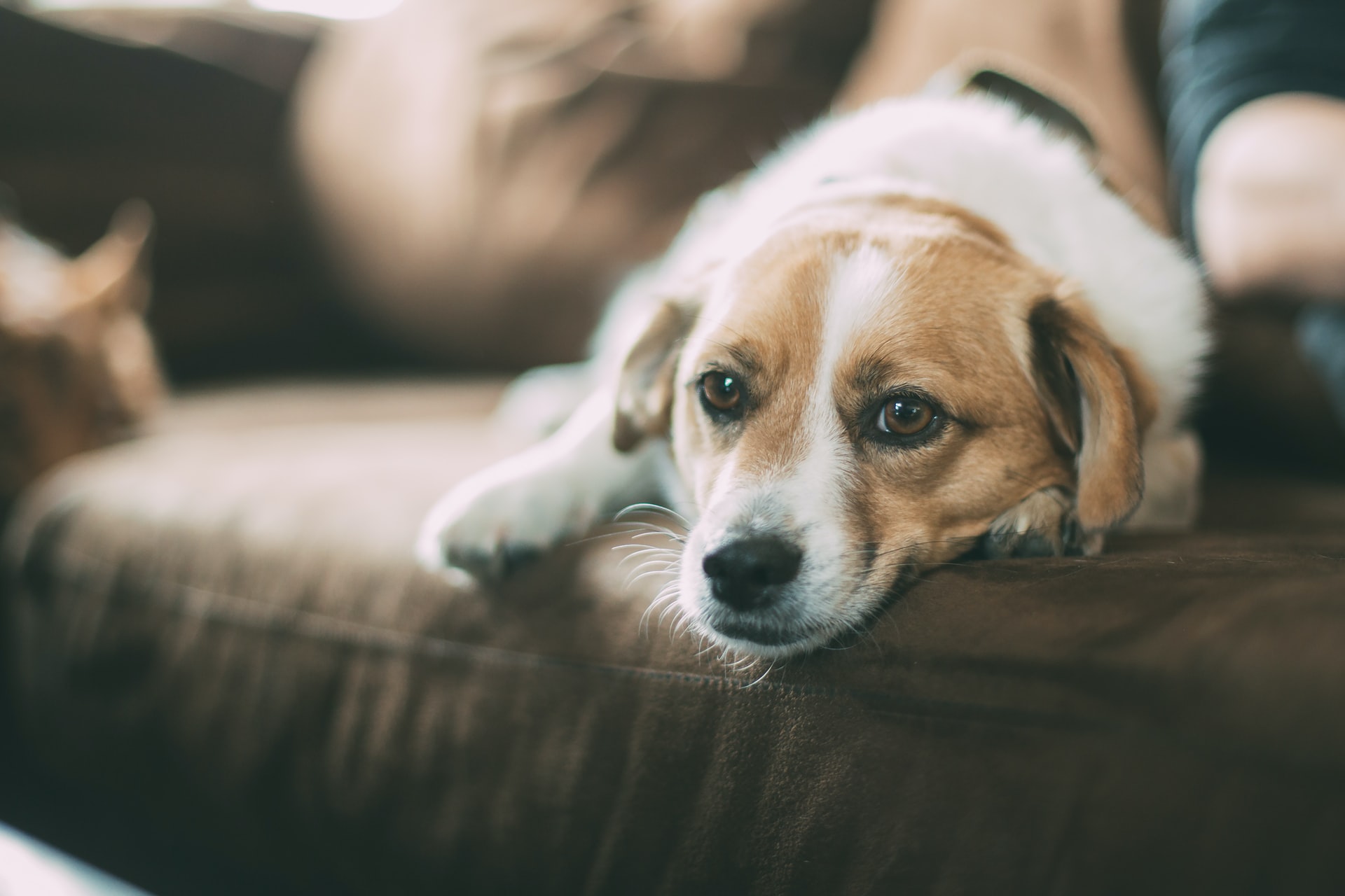 Charleroi lance une campagne contre l’abandon des animaux et pour une adoption responsable.