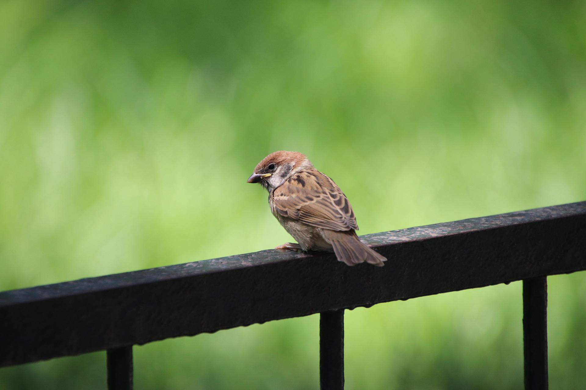 Forte chaleur: quelques conseils pour aider les animaux sauvages 