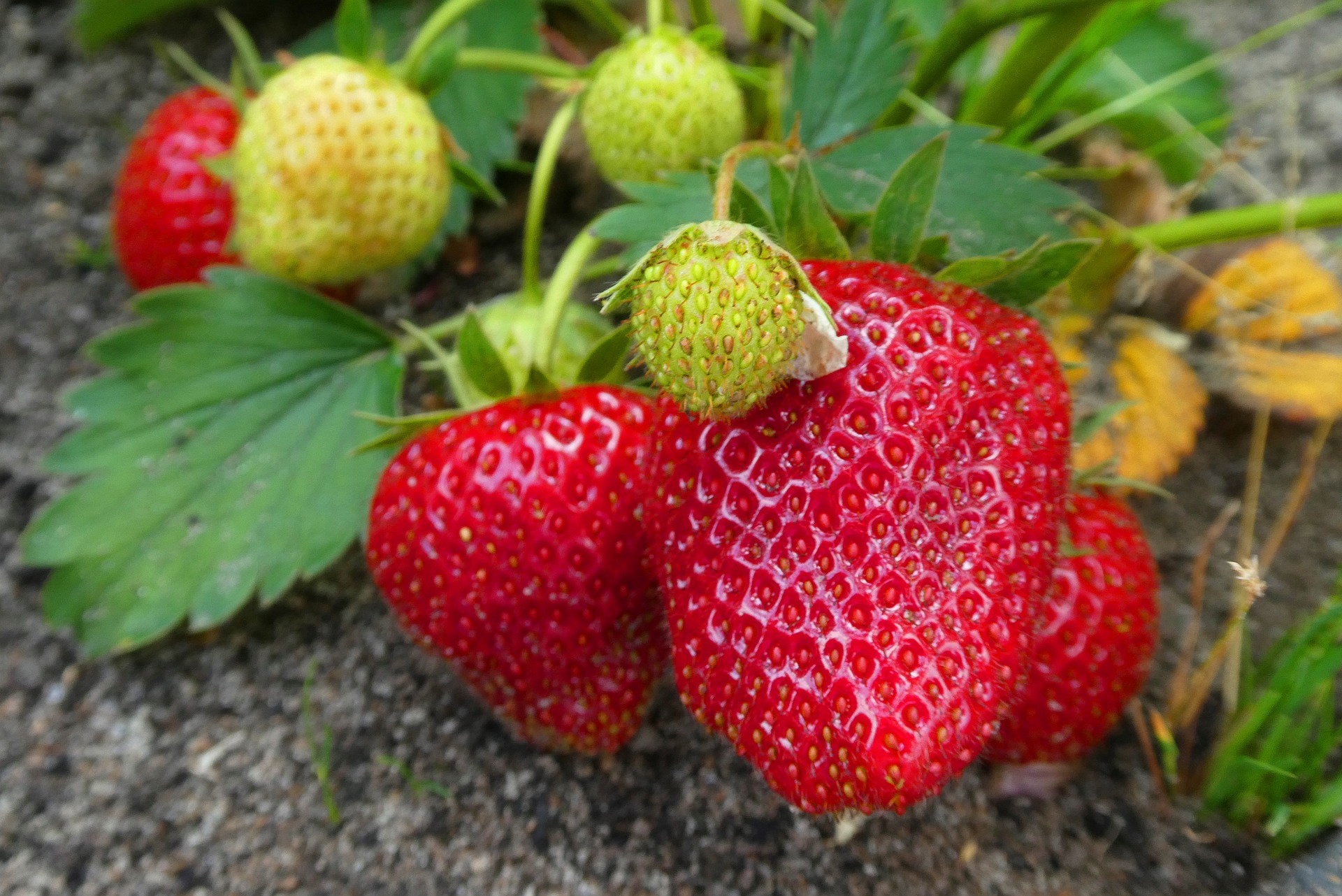 Les Bons-Villers: la nature et l’alimentation, au coeur d’un projet citoyen 