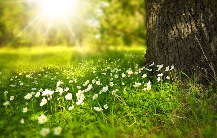 Lancement d'une formation d'agent d’entretien écologique des espaces verts