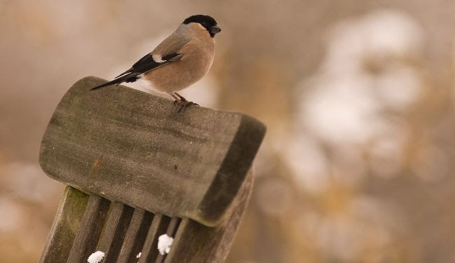 Les 4 et 5 février prochain, Natagora fête 20 ans de recensement des oiseaux de jardin