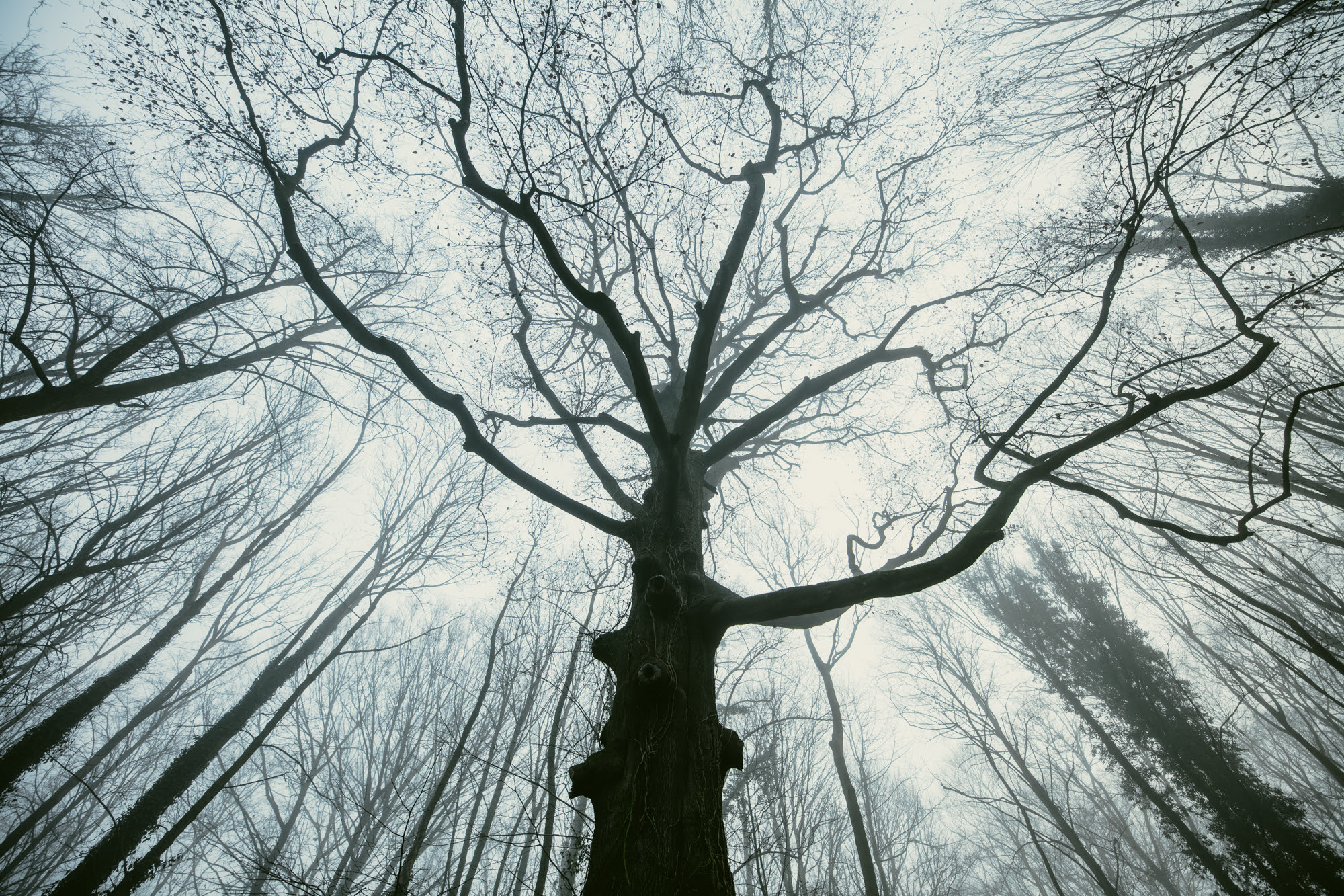 Comprendre le cycle de vie d’un arbre au Domaine du Château de Seneffe