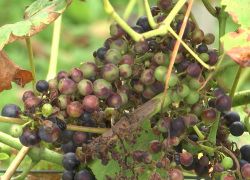 Le Clos des Zouaves : Pas de vendange cette année pour le vignoble thudinien