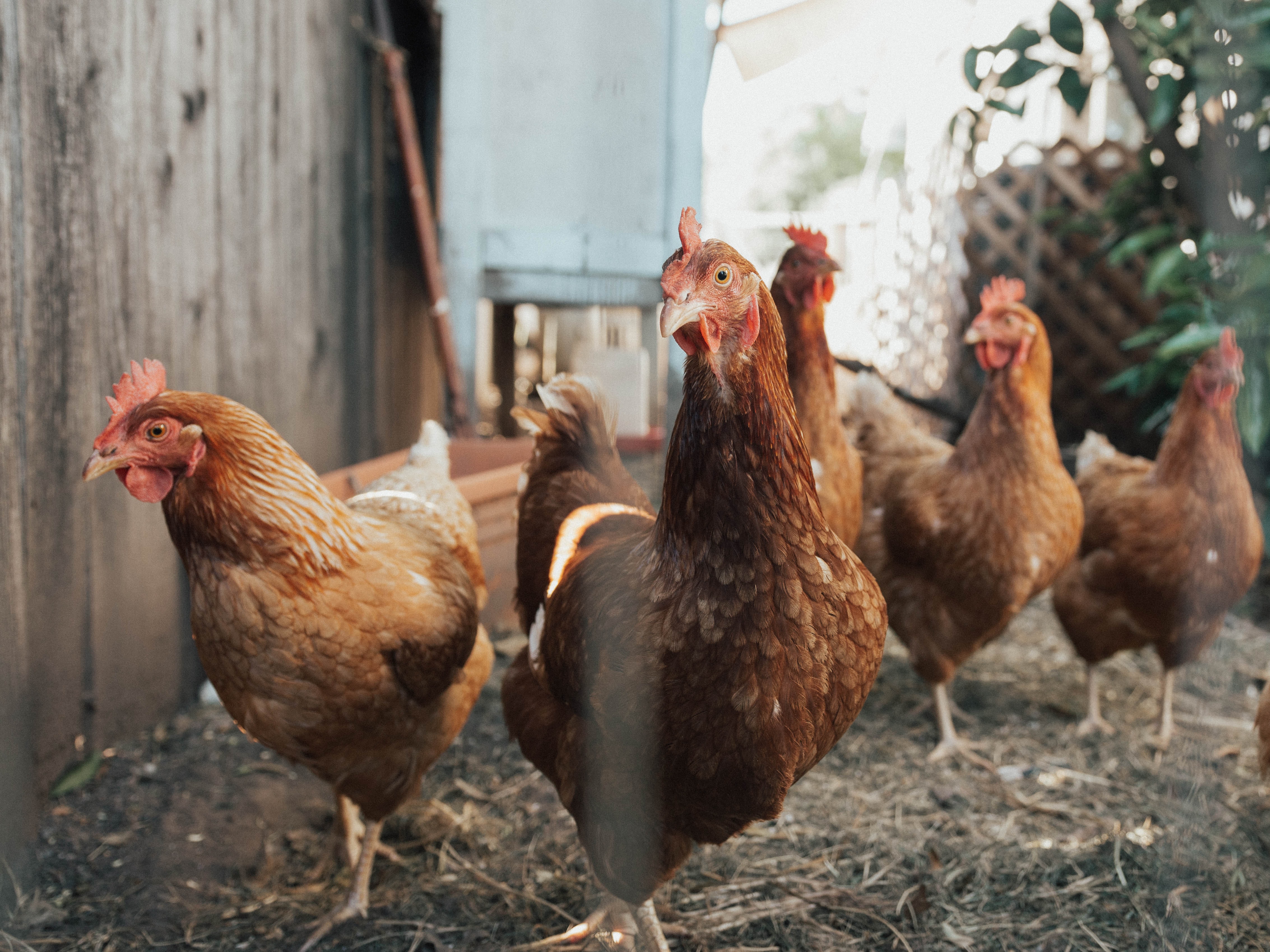 Les Bons-Villers: deux poules par ménage pour vous aider à gérer vos déchets ! 