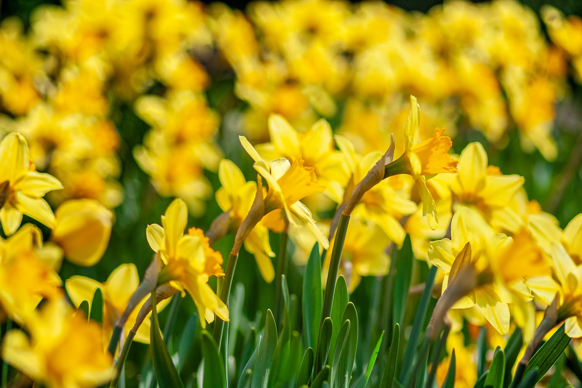 Presles: la cueillette des jonquilles, c’est fini ! 