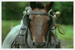 0 23/08/11 : La Fête à l'Ancienne met le cheval de trait à l'honneur