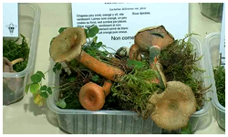 03/11/12 : Expo de champignons