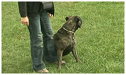 0 27/09/13 : Cani Rescue Day à Châtelet