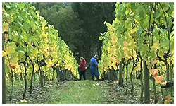 0 11/11/13 : Vendanges au domaine de la Mazelle
