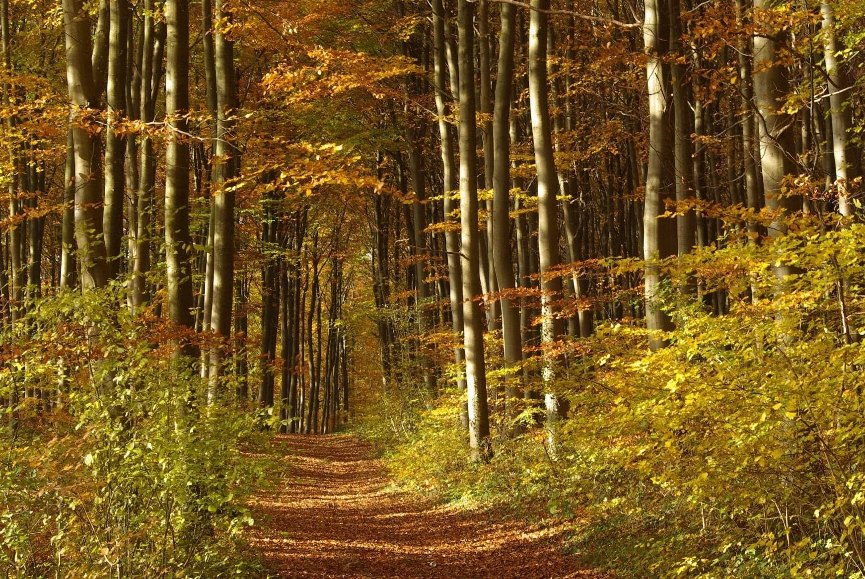 La forêt du Pays de Chimay,