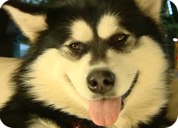 12/01/11 : PORTRAIT DE L'ALASKAN MALAMUTE