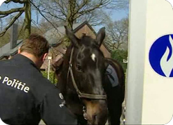 06/04/11 : LES CHEVAUX DE LA CAVALERIE DE LA POLICE FEDERALE 