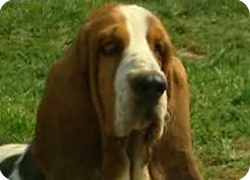 18/05/11 : PORTRAIT DU BASSET HOUND