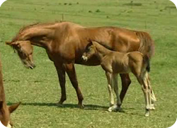 15/06/11 : UN CHEVAL AU VERT