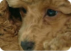 02/11/11 : Portrait du caniche