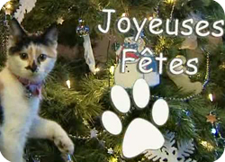 21/12/11 : LES FÃ?TES DE NOS COMPAGNONS