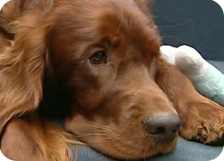 25/01/12 : PORTRAIT DU SETTER IRLANDAIS