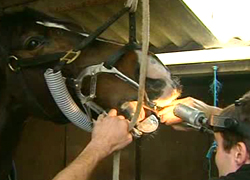 02/02/12 : PORTRAIT DU DENTISTE EQUIN