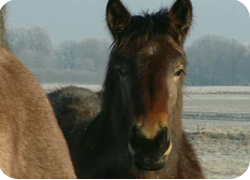 16/02/12 : LES PROTEGER DU FROID