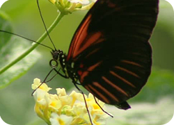 07/06/12 : LA GRANGE AUX PAPILLONS