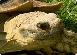 20/09/12 : PASSION TORTUES